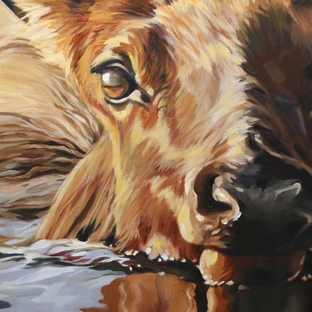 Elk Calf - Canon Beach