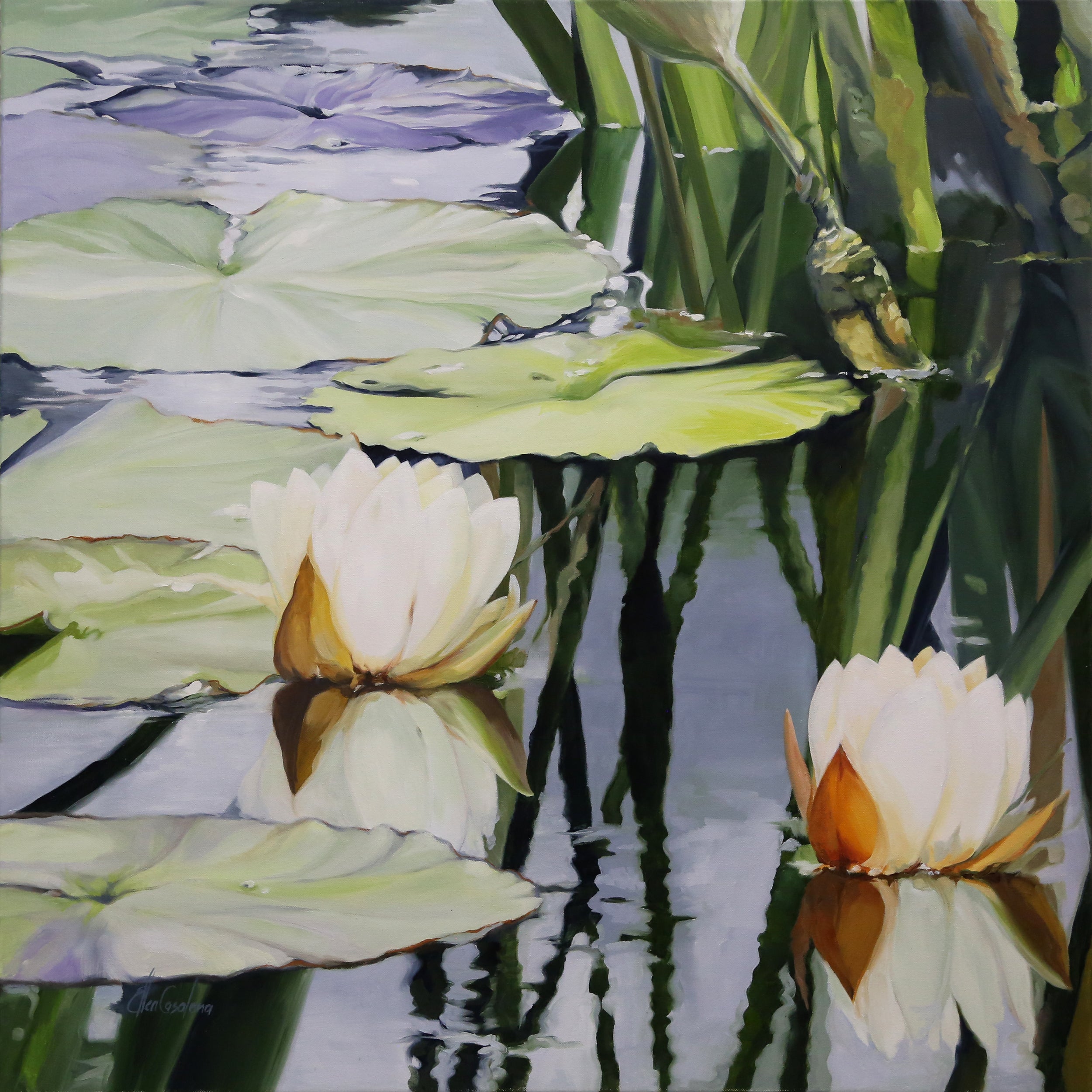 White Water Lilies