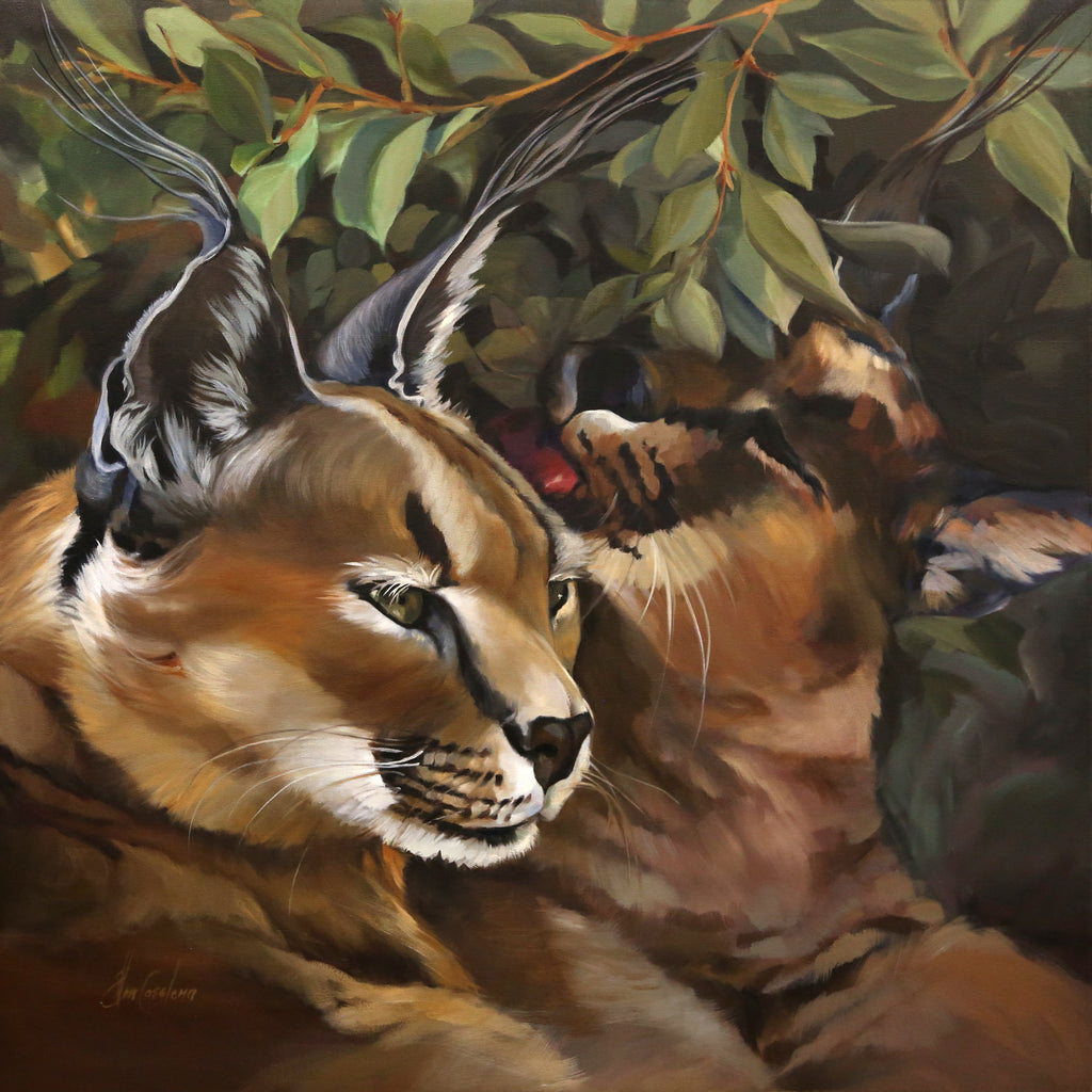 Caracal Love