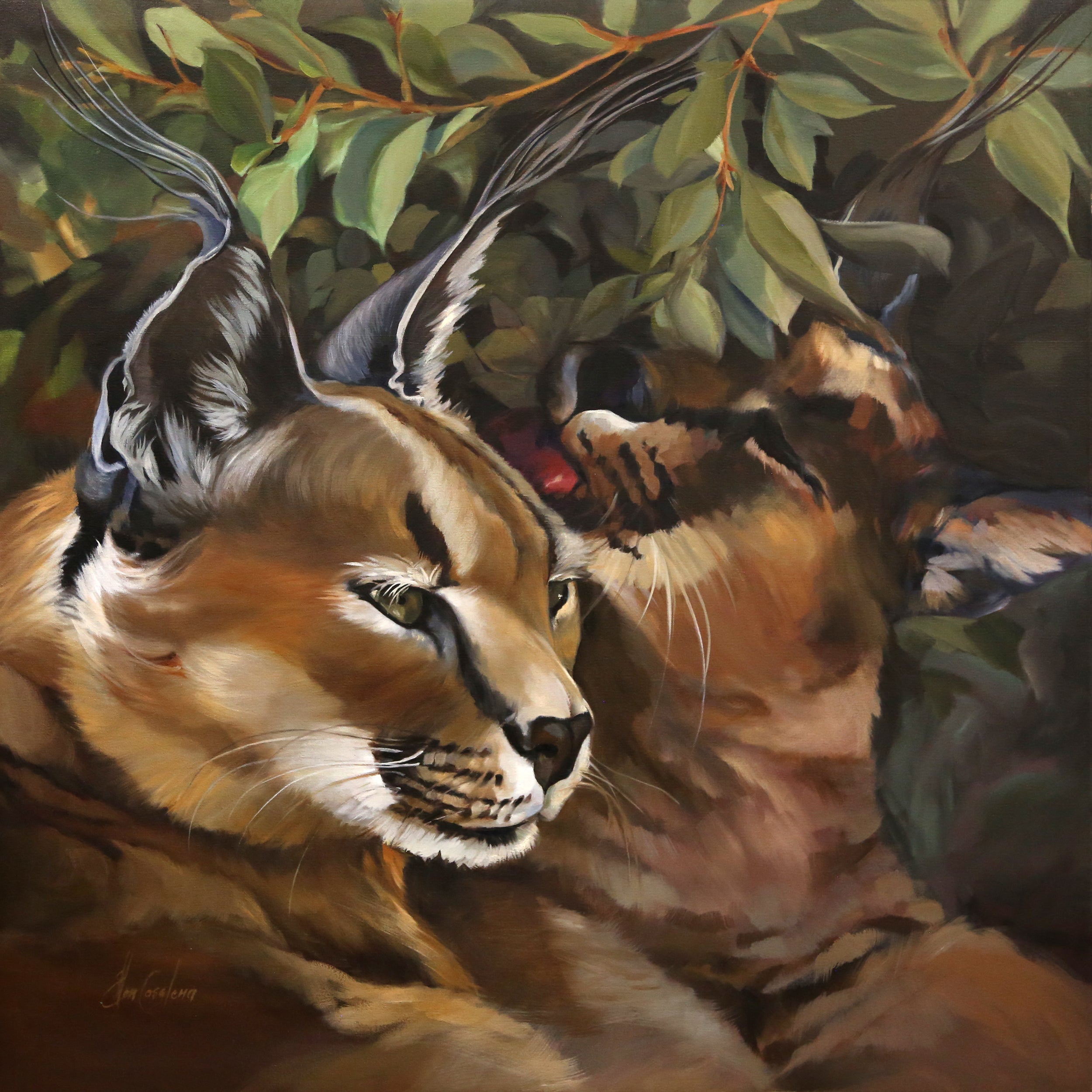 Caracal Love
