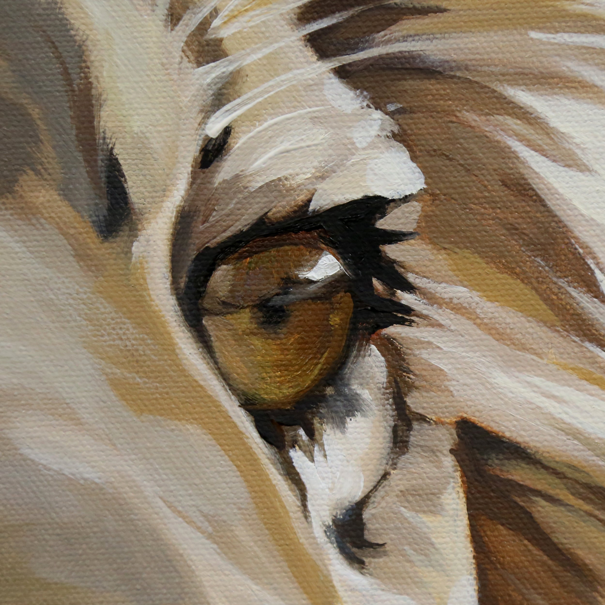 Hungry Lion