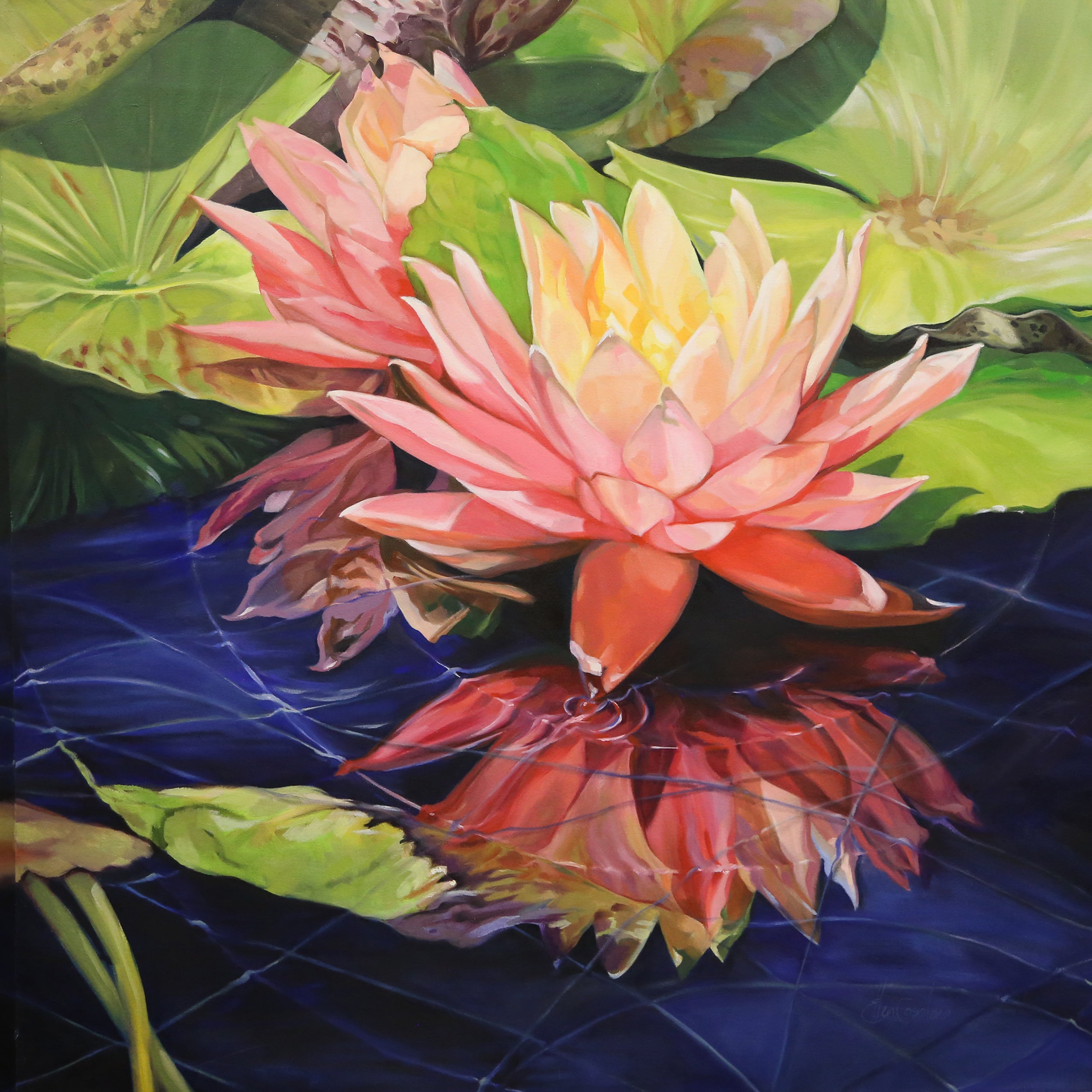 Waterlilies at Babylonstoren