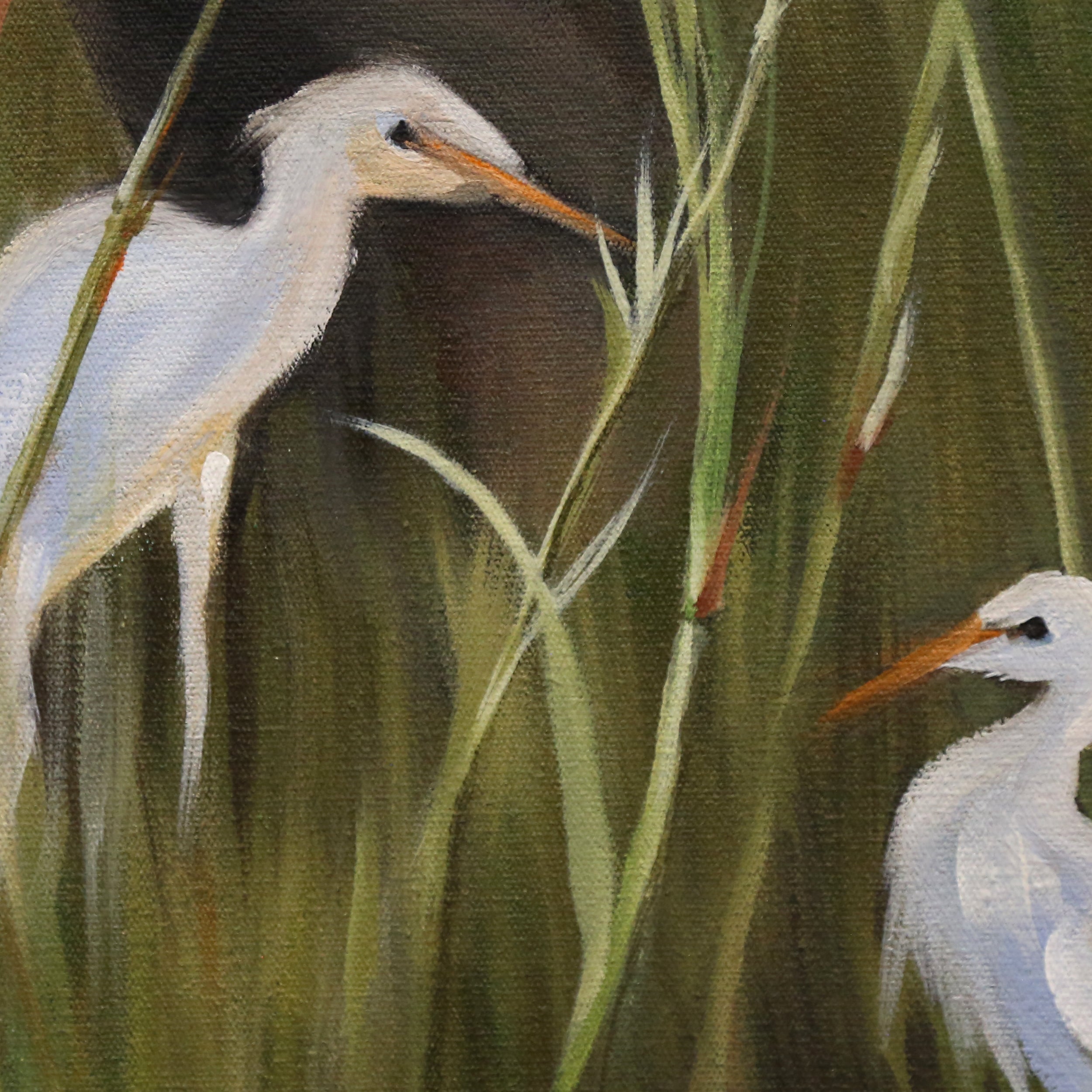 Rhino with Egrets