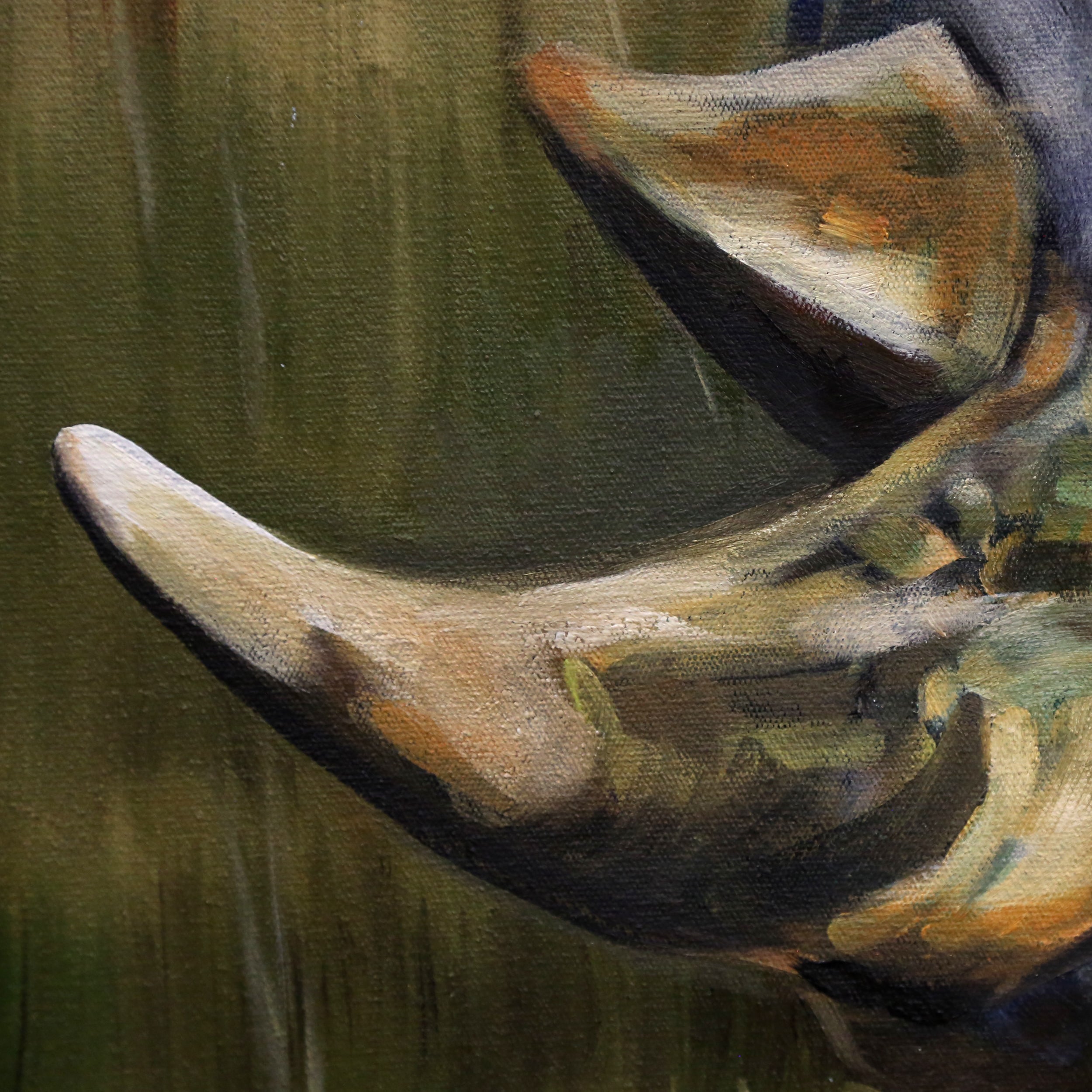 Rhino with Egrets