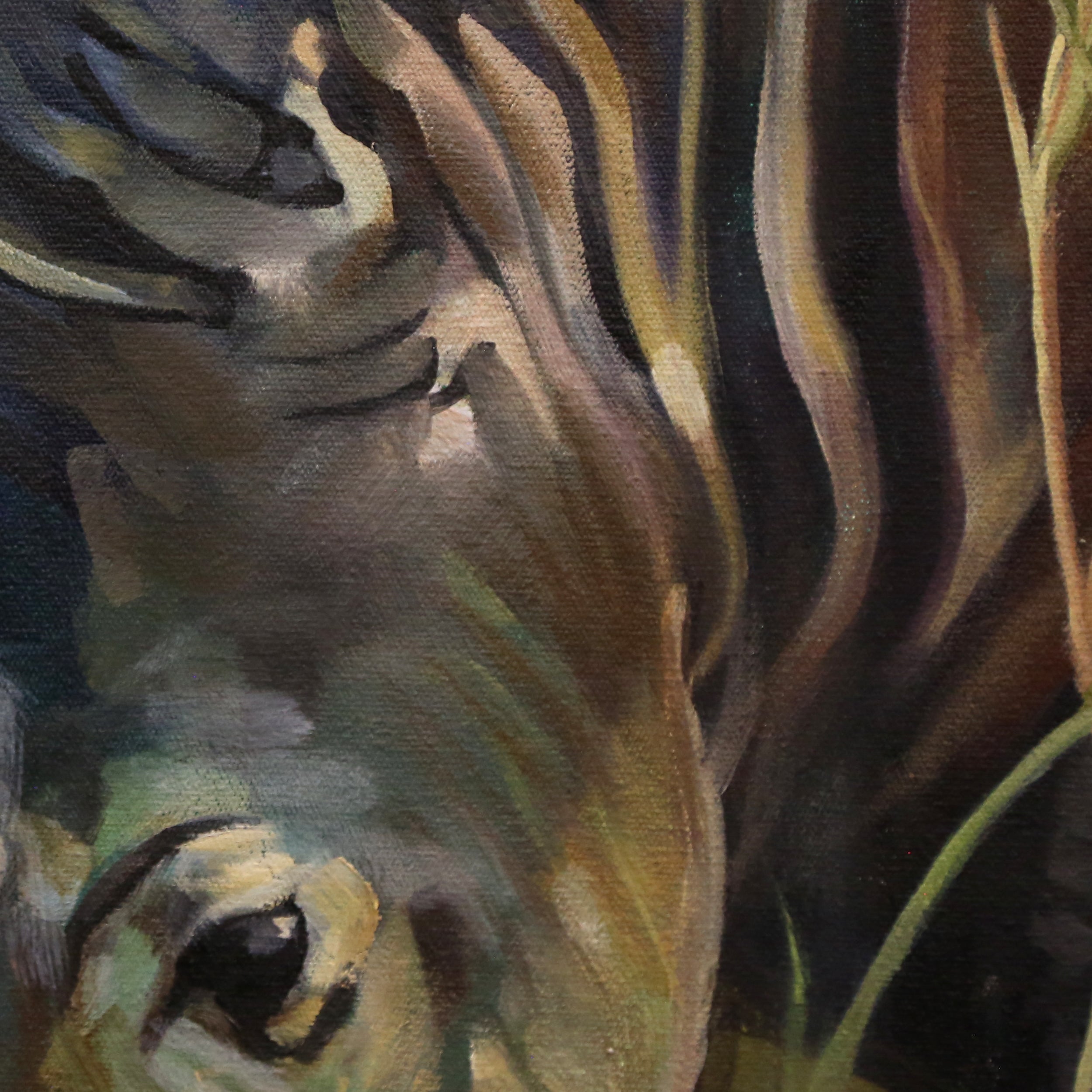 Rhino with Egrets