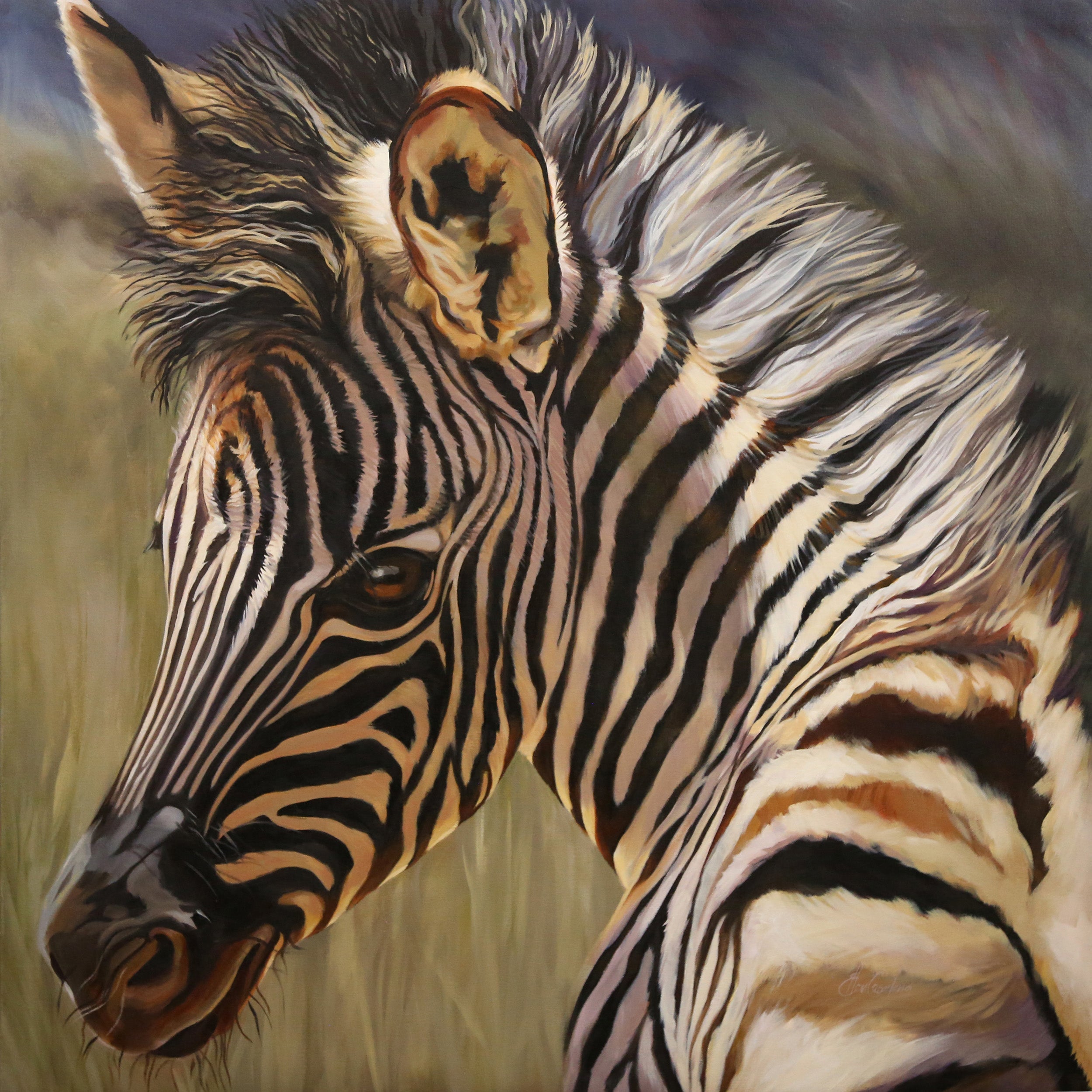 It's a Wonderful World  - Baby Zebra