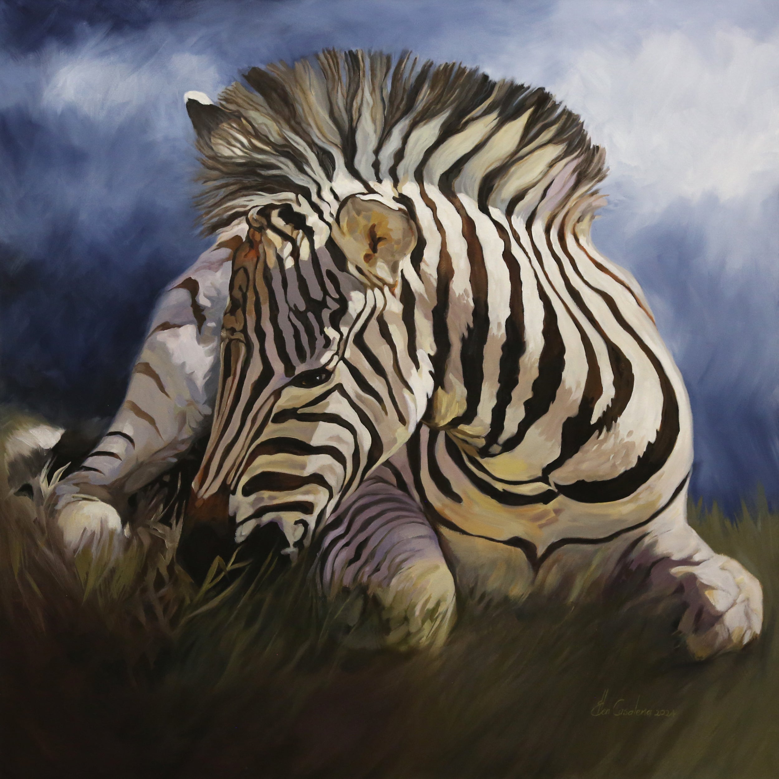 Baby Zebra Waiting For The Storm