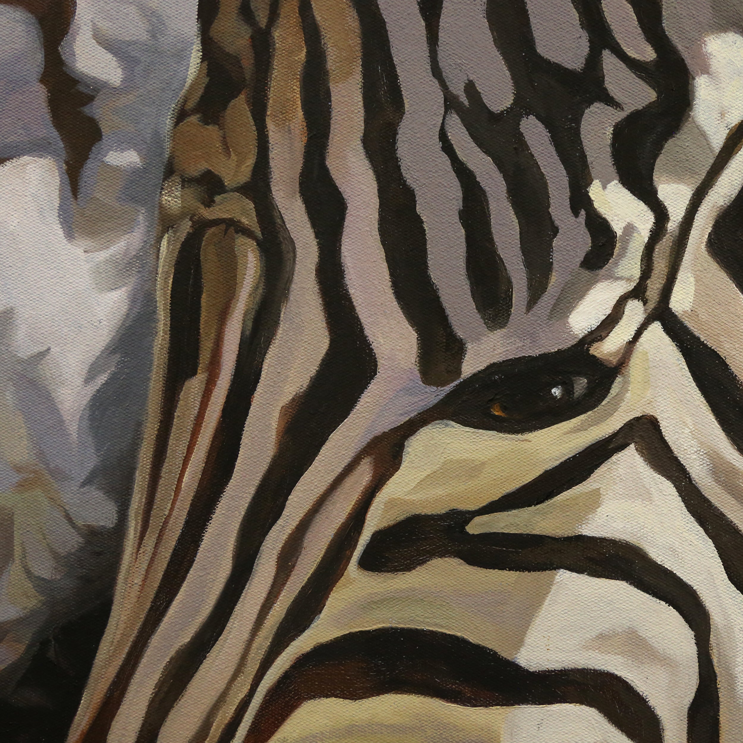 Baby Zebra Waiting For The Storm